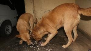 Aflatoxine : des centaines de chiens morts au Malawi