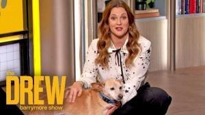 Douglas, le chien farceur de Drew Barrymore
