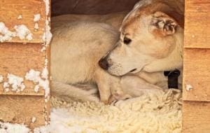 Michigan: protéger les chiens en cas de mauvais temps