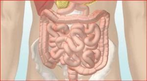 Grandir avec un chien : des bienfaits pour la santé intestinale