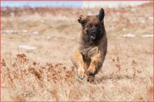 Chiens de ville et chiens de campagne