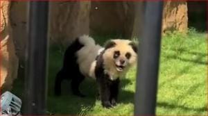 Des chiens peints en pandas dans un zoo chinois