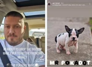 Pokadot Frenchie: Nouvelle race de chien controversée de Dr. ADN