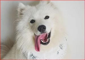 En Chine, des cafés embauchent des chiens