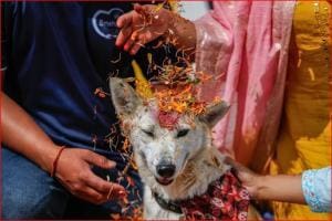 Au Népal, le festival Kukur Tihar pour honorer les chiens