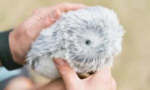 Moflin : Un robot moelleux peut-il remplacer un vrai animal ?