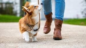 Une nouvelle ère de domestication pour les chiens