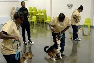 Les chiens, un espoir de réinsertion pour les détenus