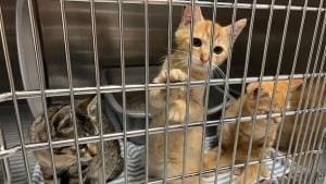 93 % des chats de Québec ne sont pas enregistrés