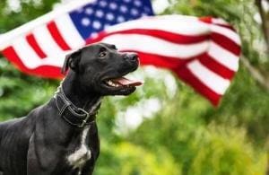 Une nouvelle loi pour protéger les chiens de travail aux États-Unis