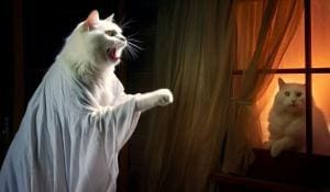 Les chiens et chats voient-ils vraiment des fantômes ?