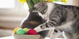 Pourquoi les chats adorent faire tomber des objets