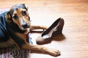 UK: Une assurance pour les chaussures abîmées par les chiots