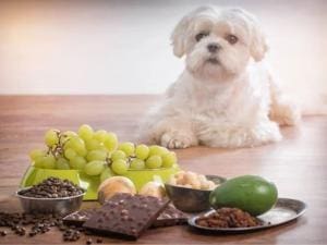 Aliments toxiques pour les chiens lors des Fêtes de fin d’année