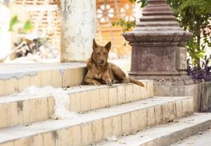 Une victoire pour les chiens errants au Pakistan