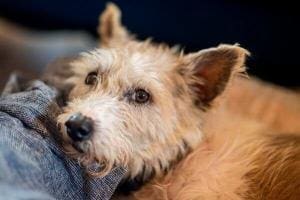 Scrim, le chien fugueur devenu une légende