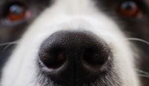 Les chiens et l’odorat : un monde à découvrir