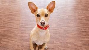 Ce que les chiens pensent vraiment