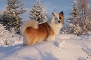Le Berger Islandais : Nouvelle Race Canine au Royaume-Uni