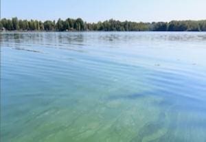 Protéger son chien des algues toxiques cet été