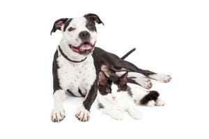 Mako, ce chien élevé par des chats agit comme eux