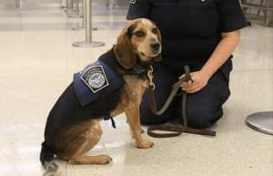 Un chien de douane attaqué par un touriste