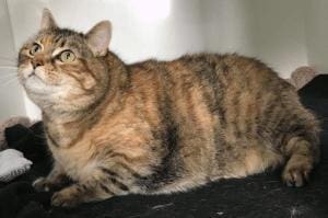 Le chat Manx, félin sans queue et plein d’histoire